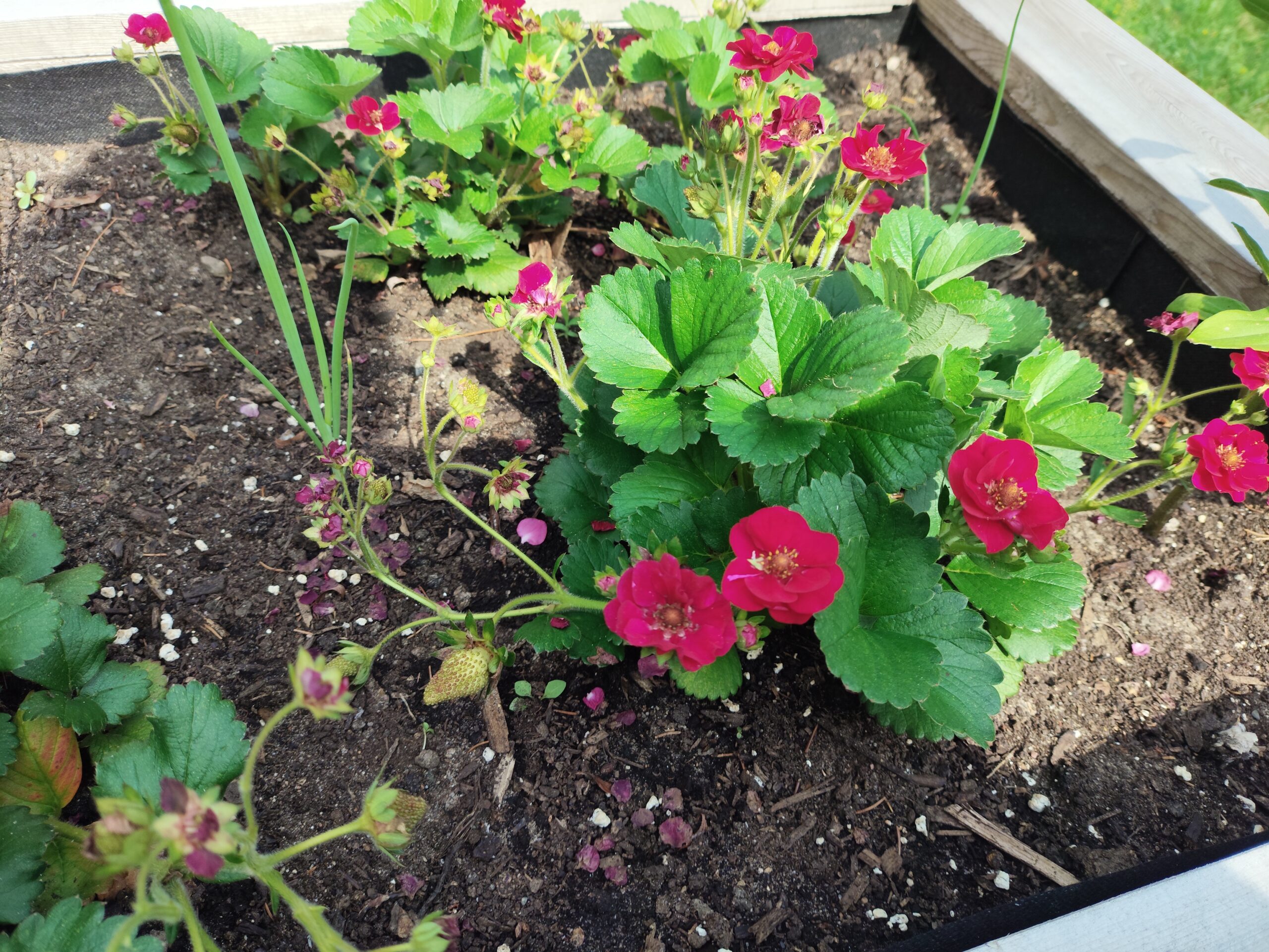 Photo du camion avec des denrées alimentaires 3